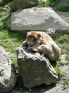 信用卡逾期是秒扣吗