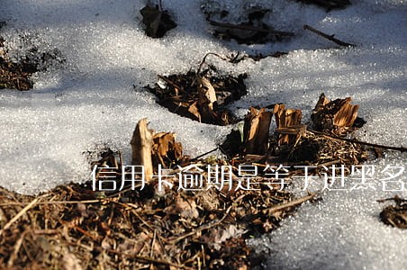 信用卡逾期是等于进黑名单吗
