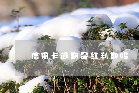 信用卡逾期是红利期吗 信用卡逾期是红利期吗