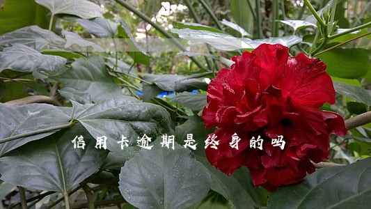 信用卡逾期是终身的吗 信用卡逾期是终身的吗