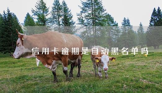 信用卡逾期是自动黑名单吗 信用卡逾期是自动黑名单吗