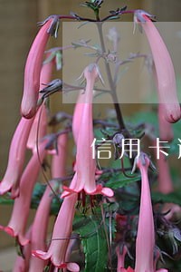 信用卡逾期是被判刑吗 信用卡逾期是被判刑吗