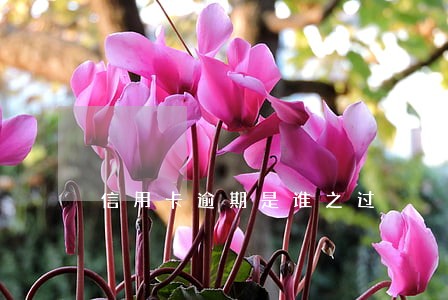 信用卡逾期是谁之过