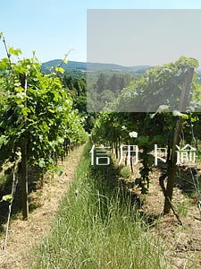 信用卡逾期是选择继续使用吗