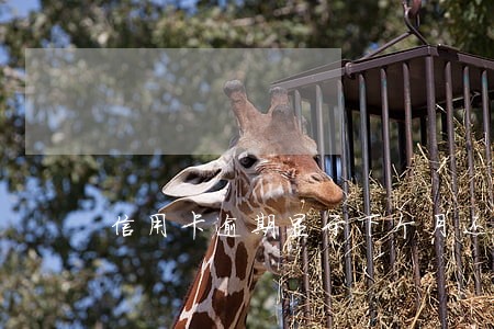 信用卡逾期显示下个月还