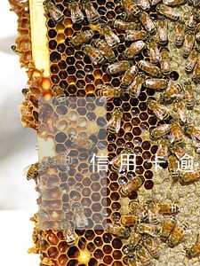 信用卡逾期显示无效卡什么意思 信用卡逾期显示无效卡什么意思