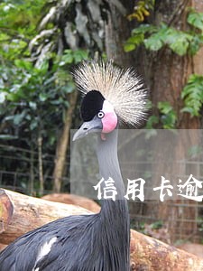 信用卡逾期显示无需还款 信用卡逾期显示无需还款