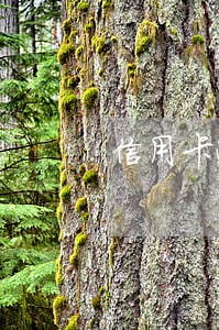信用卡逾期显示触犯刑法 信用卡逾期显示触犯刑法