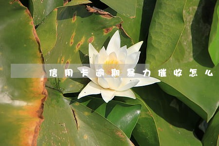信用卡逾期暴力催收怎么投诉 信用卡逾期暴力催收怎么投诉