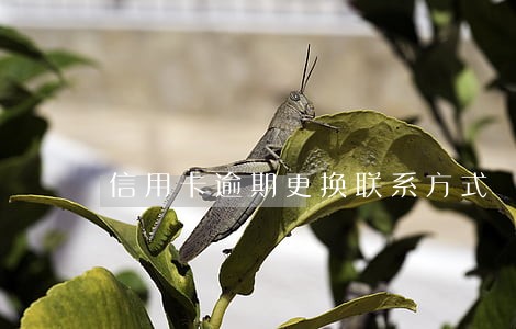 信用卡逾期更换联系方式 信用卡逾期更换联系方式