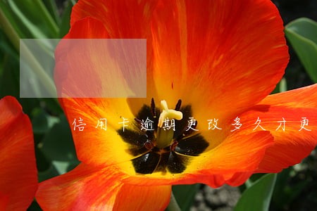 信用卡逾期更改多久才更新