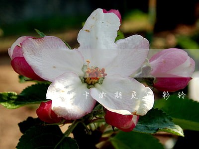 信用卡逾期更改彩铃 信用卡逾期更改彩铃