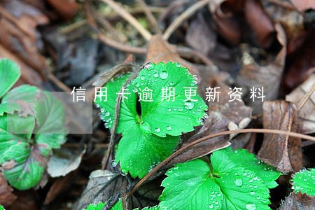 信用卡逾期更新资料 信用卡逾期更新资料
