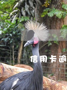 信用卡逾期最低还款怎么还