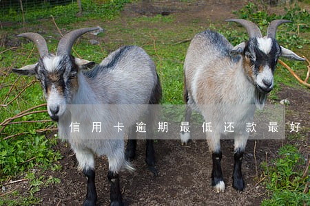 信用卡逾期最低还款最好处理方法