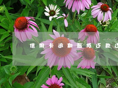 信用卡逾期最低还款还不起