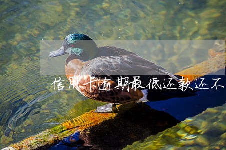 信用卡逾期最低还款还不起怎样