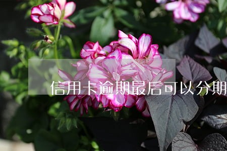 信用卡逾期最后可以分期吗 信用卡逾期最后可以分期吗