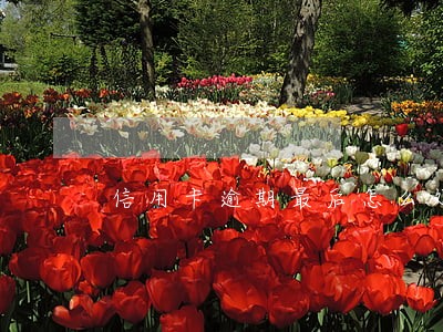 信用卡逾期最后怎么处罚