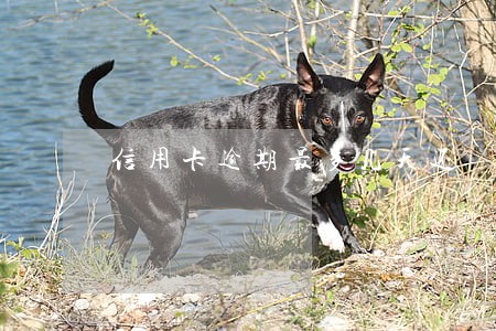 信用卡逾期最多几天还