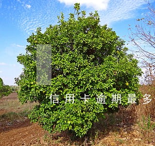 信用卡逾期最多判多久 信用卡逾期最多判多久