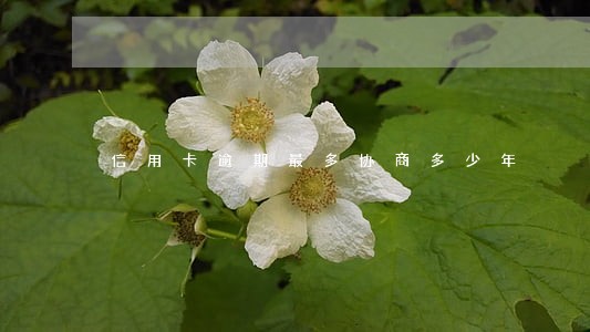 信用卡逾期最多协商多少年