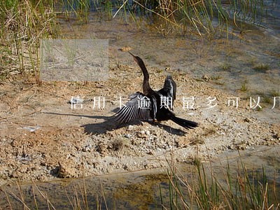 信用卡逾期最多可以几次
