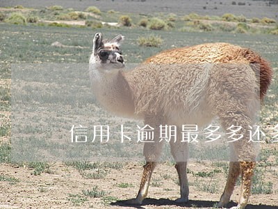 信用卡逾期最多多还多少