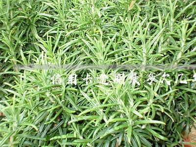 信用卡逾期最多欠几年 信用卡逾期最多欠几年