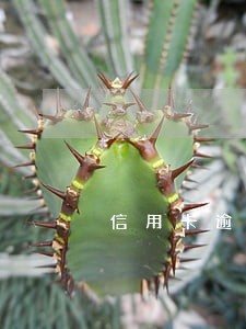 信用卡逾期最多能冻结多少 信用卡逾期最多能冻结多少