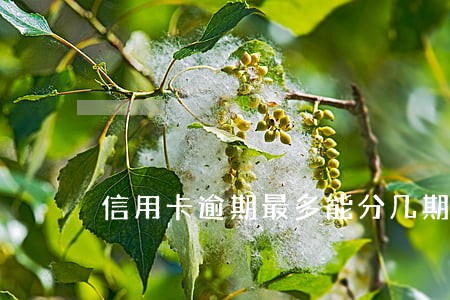 信用卡逾期最多能分几期 信用卡逾期最多能分几期