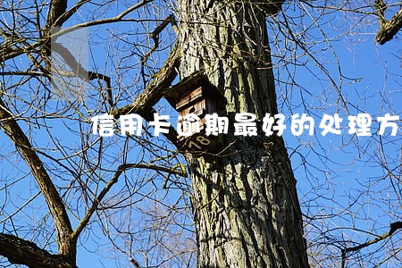 信用卡逾期最好的处理方式