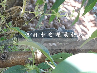 信用卡逾期最新图片