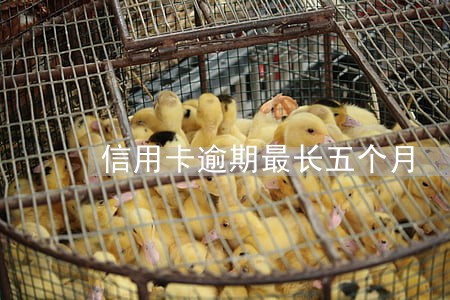 信用卡逾期最长五个月 信用卡逾期最长五个月