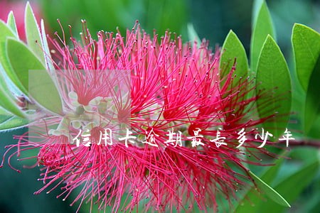 信用卡逾期最长多少年 信用卡逾期最长多少年