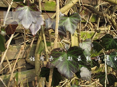信用卡逾期最难沟通的银行