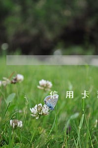 信用卡逾期最高利息