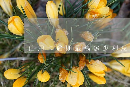信用卡逾期最高多少利息