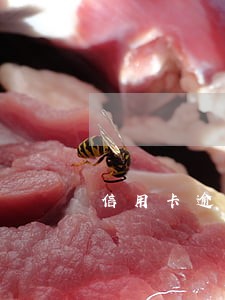 信用卡逾期最高能分多少期 信用卡逾期最高能分多少期