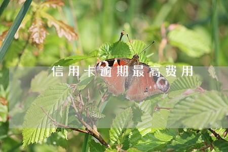 信用卡逾期最高费用