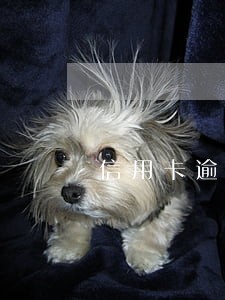 信用卡逾期月份数6