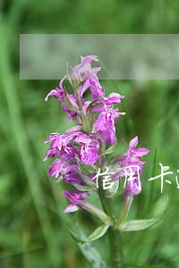 信用卡逾期月数是什么意思 信用卡逾期月数是什么意思