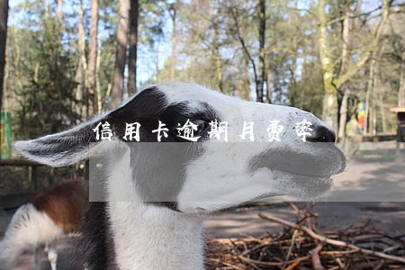 信用卡逾期月费率