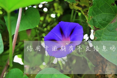 信用卡逾期有不良信息吗
