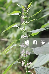 信用卡逾期有两次还能使用吗