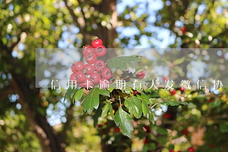 信用卡逾期有人发微信协商 信用卡逾期有人发微信协商