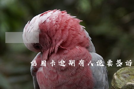 信用卡逾期有人说要签诉讼材料