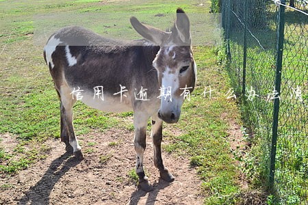 信用卡逾期有什么办法消除