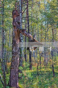 信用卡逾期有什么坏处 信用卡逾期有什么坏处