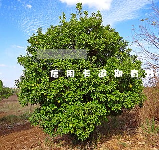 信用卡逾期有什么影响征信吗 信用卡逾期有什么影响征信吗